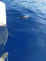 WHITE PEARL Lagoon 46